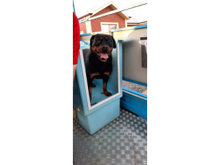 Blue Sky Semi Off Road 20'6 Fairhaven 2020 Caravan